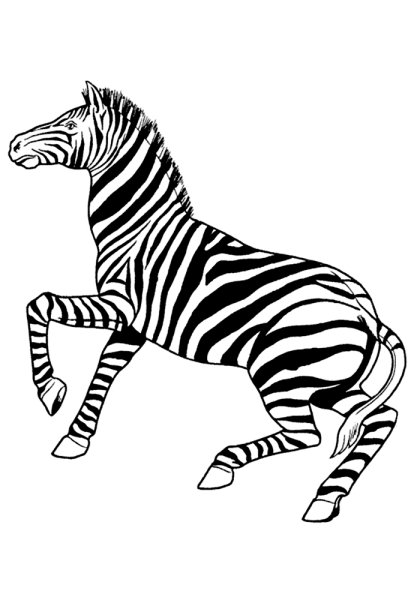 Зебра раскраска