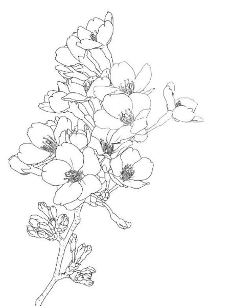 Манга Сакура дерево