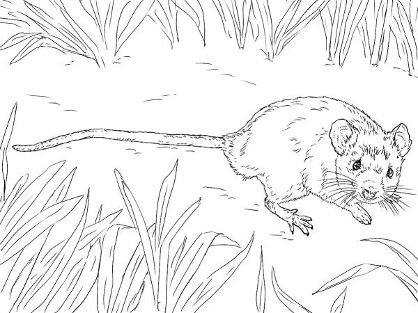 Мышка Полевая раскраска