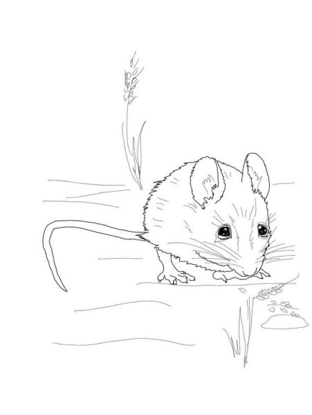 Полевая мышь раскраска