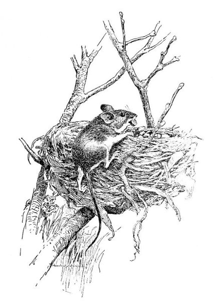 Бианки мышонок пик раскраска