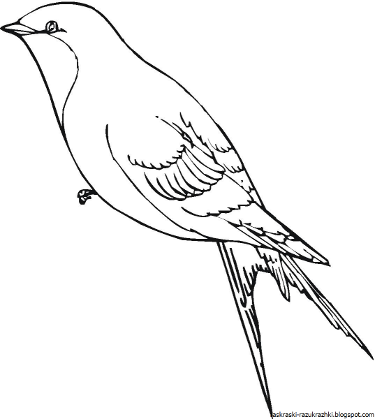 Перелетные птицы раскраска для детей