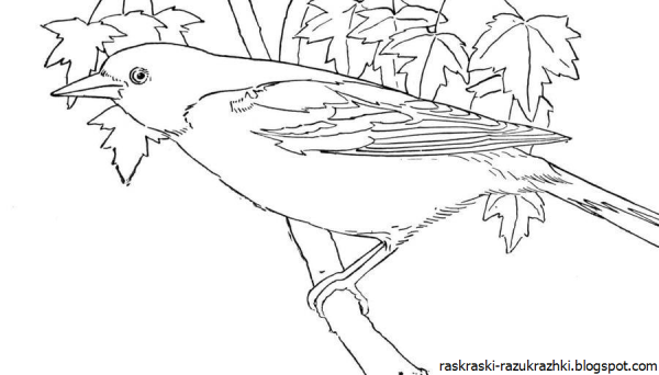 Перелетные птицы раскраска для детей