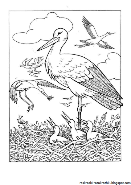Раскраска "перелетные птицы"