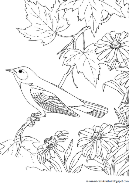Зимующие птицы раскраски для детей