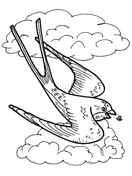 Перелетные птицы раскраска для детей