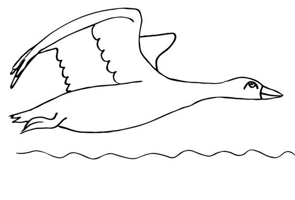 Перелетные птицы раскраска Ласточка