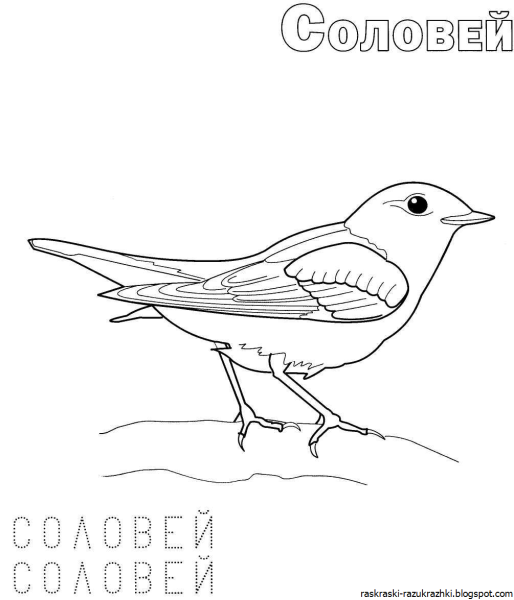 Перелетные птицы раскраска для детей