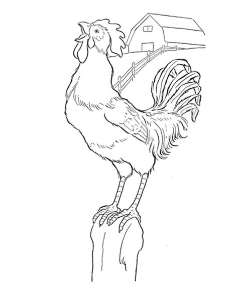 Золотой петушок раскраска