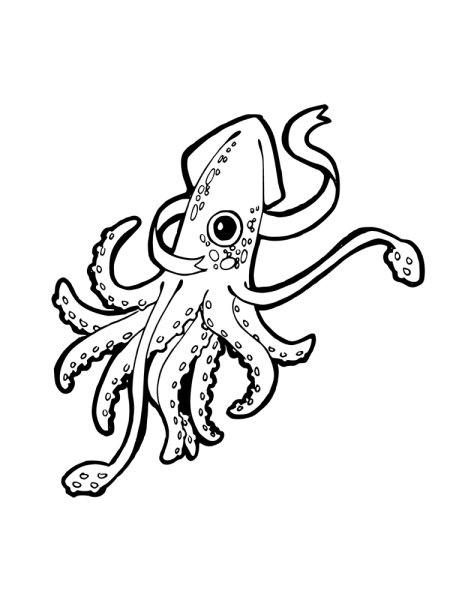 Кальмар раскраска для детей