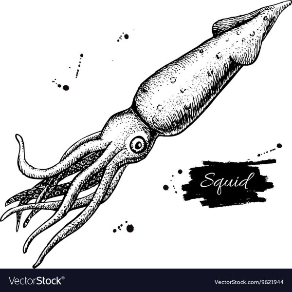 Кальмар Графика