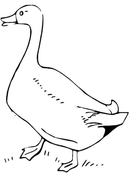 Гусь раскраска для детей