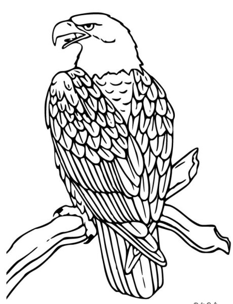 Орел раскраска для детей