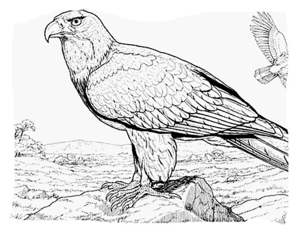 Расскраска Степной орёл