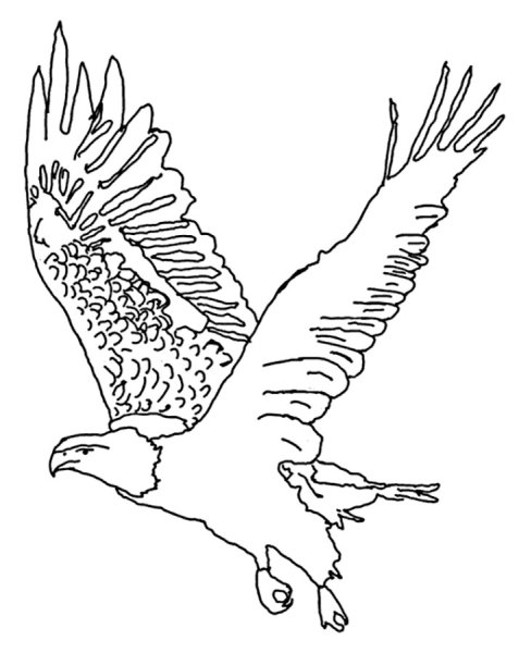 Белоплечий Орлан раскраска
