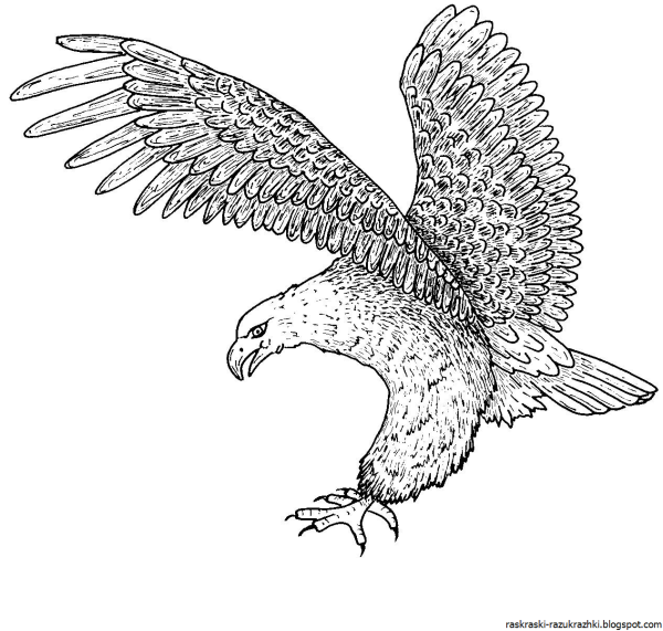 "Белоголовый Орлан"