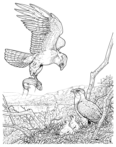 Коршун раскраска для детей