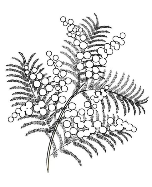 Мимоза контур