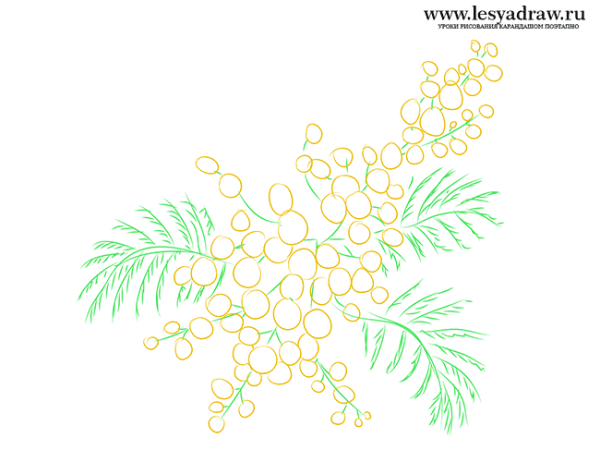 Мимоза картинка для детей