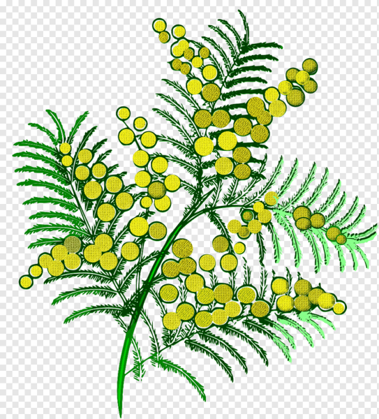 Мимоза рисунок карандашом