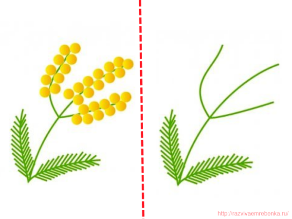 Веточка мимозы раскраска