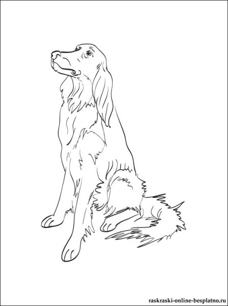 Ирландский сеттер черно белый