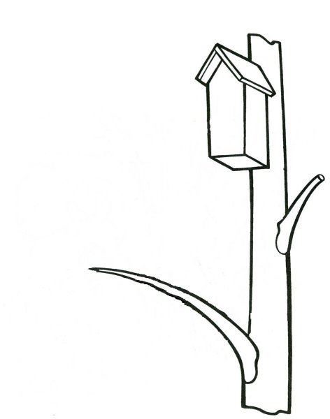 Скворец раскраска