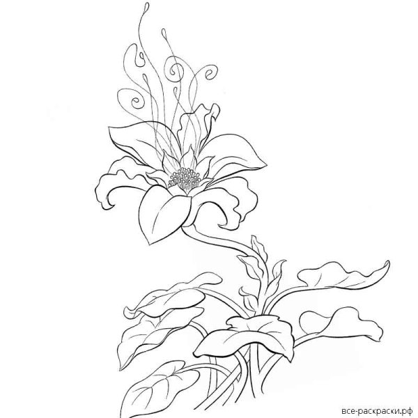 Аксаков Аленький цветочек раскраска