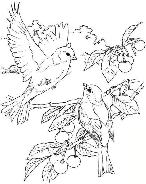 Весенние птицы карандашом