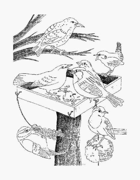 Птицы в лесу раскраска