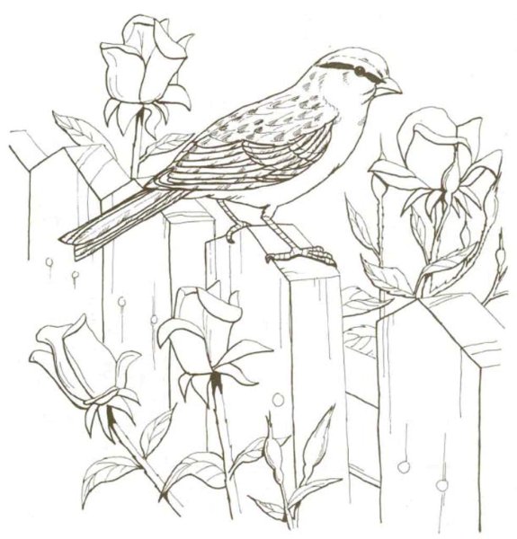 Птица на дереве раскраска