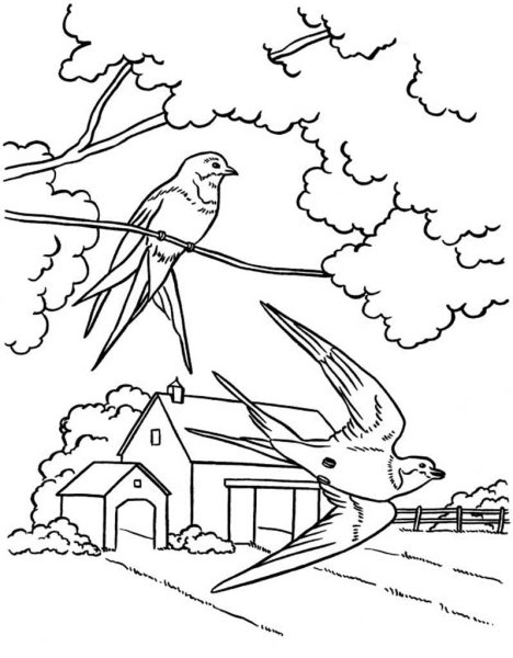 Лесные птицы раскраска