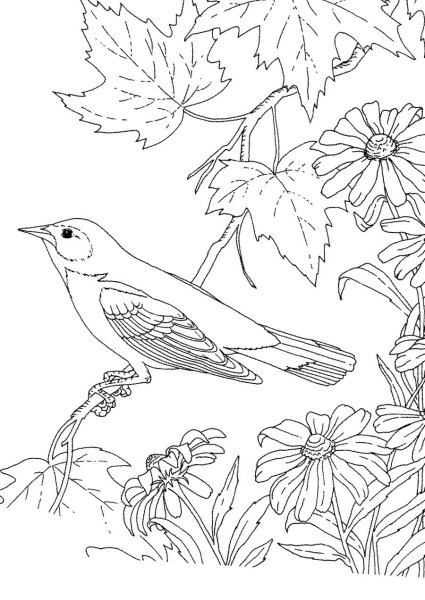 Синица на ветке раскраска