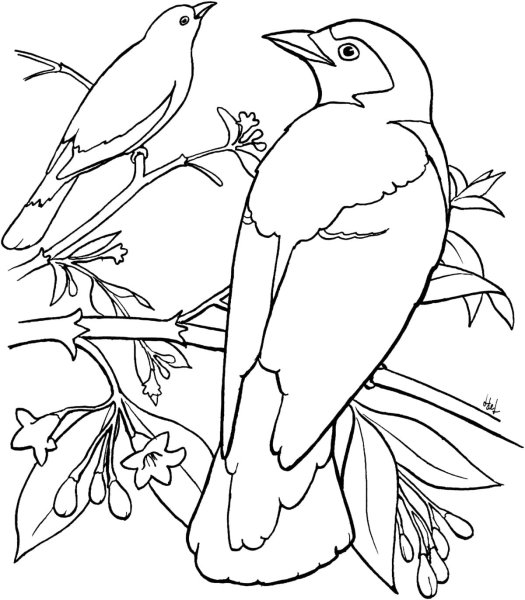 Раскраска гнездо птицы