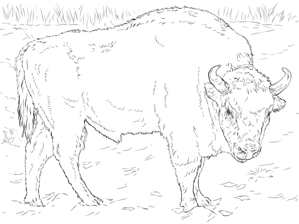 ЗУБР раскраска