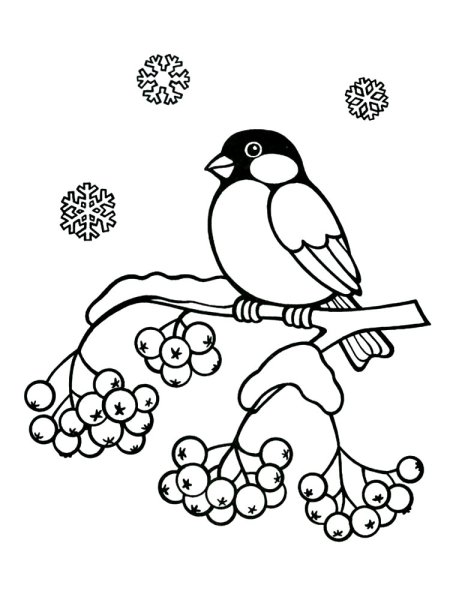 Снегирь на ветке рябины контур
