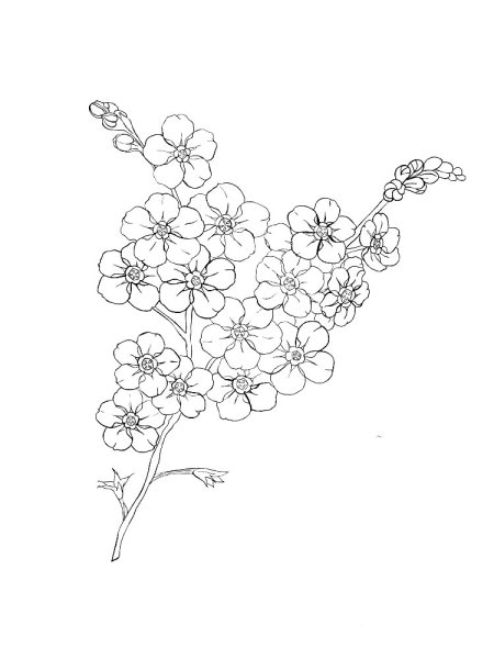 Раскраски цветов Незабудка