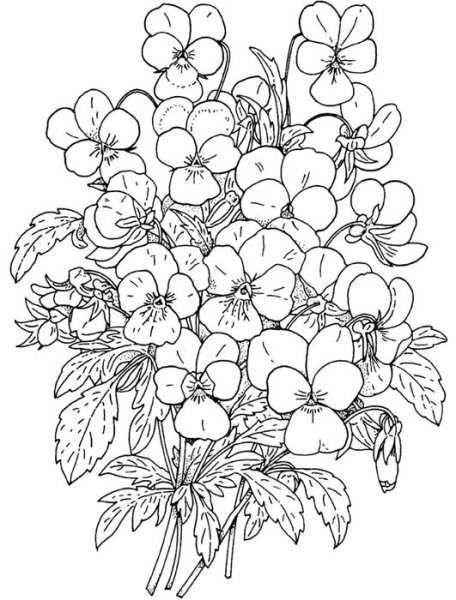 Раскраска Незабудка цветок