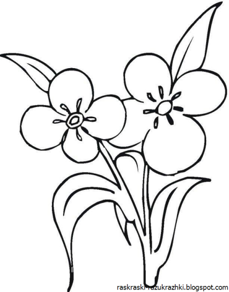 Незабудка раскраска