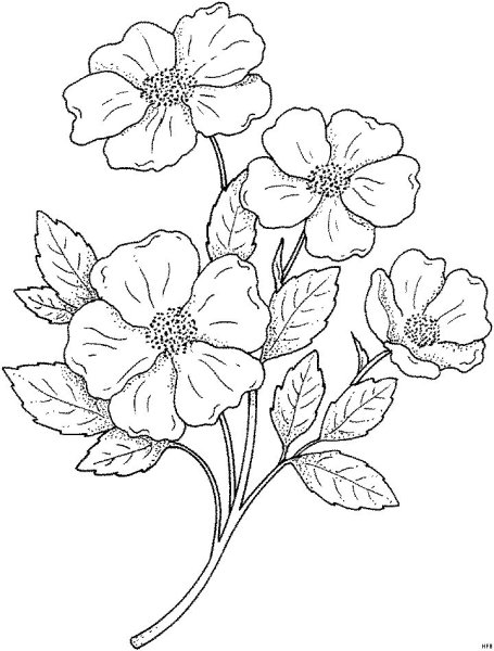 Раскраска Незабудка цветок