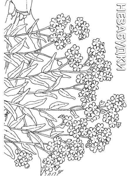 Цветы для рисования