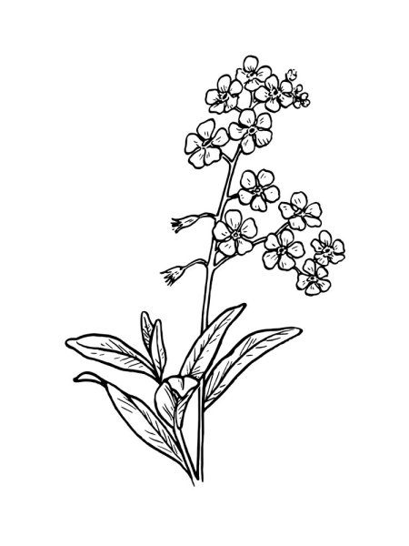 Незабудки для разукрашивания