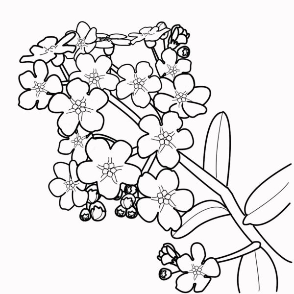 Незабудки карандашом