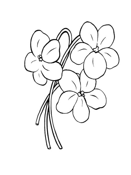 Незабудка контур