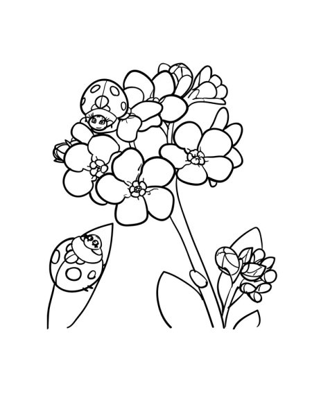 Шаблон цветка незабудки