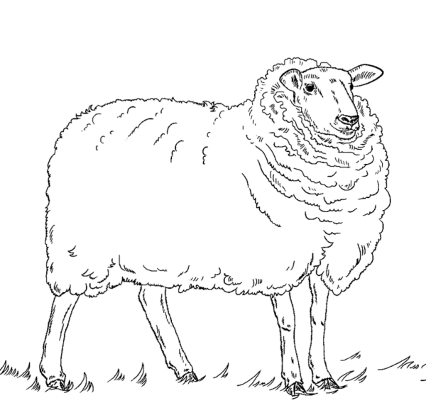Овечка раскраска для детей