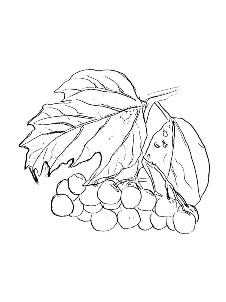 Калина раскраска для детей