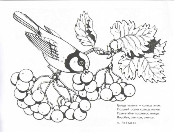 Боярышник раскраска