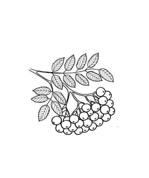 Кора Калина Фармакогнозия