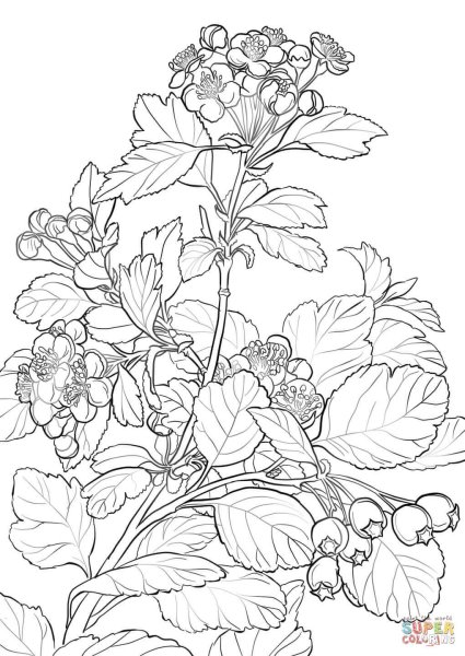 Ветка рябины рисунок